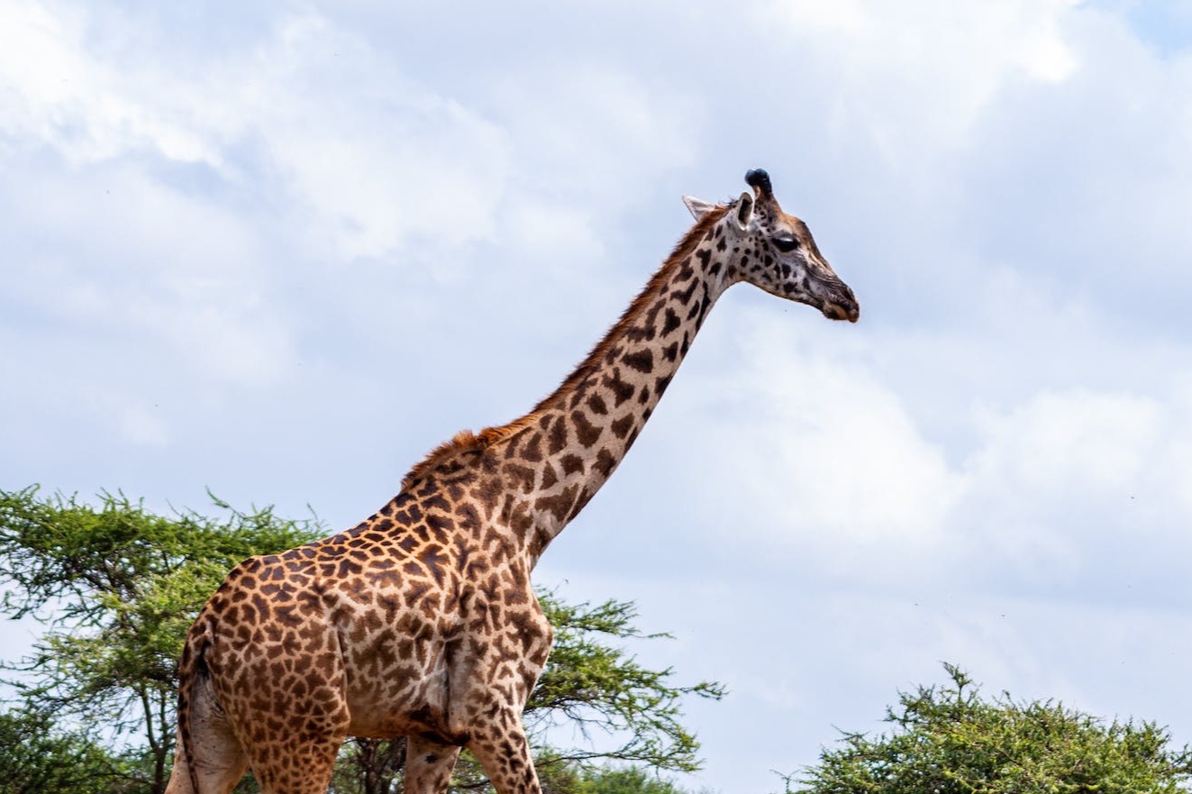 Elephant Bedroom Camp