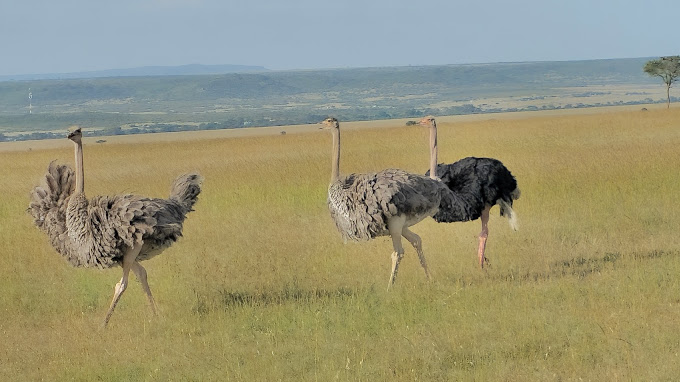 2-Day Amboseli Overnight with Land Cruiser