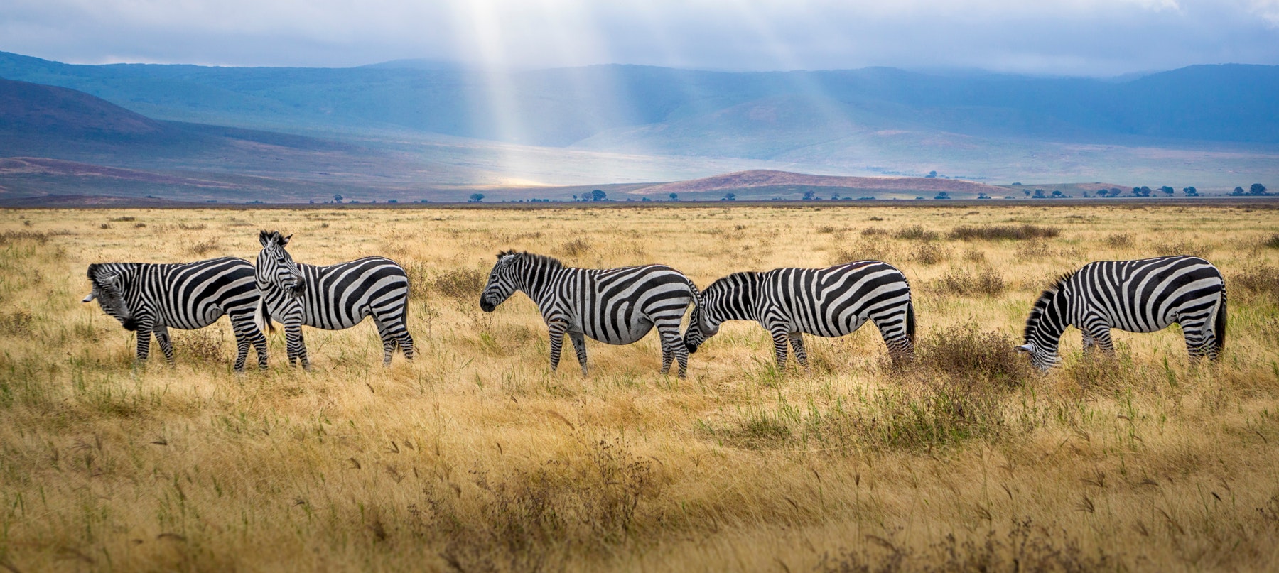 3 DAYS BOMA SIMBA SAFARI LODGE  WITH LAND CRUISER BASED ON 6 PAX SEPT- 31ST DEC
