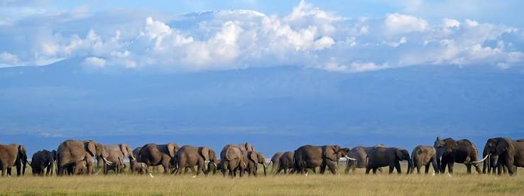 3 DAYS ELERAI CAMP AMBOSELI WITH LAND CRUISER BASED ON 4 PAX JULY- AUGUST