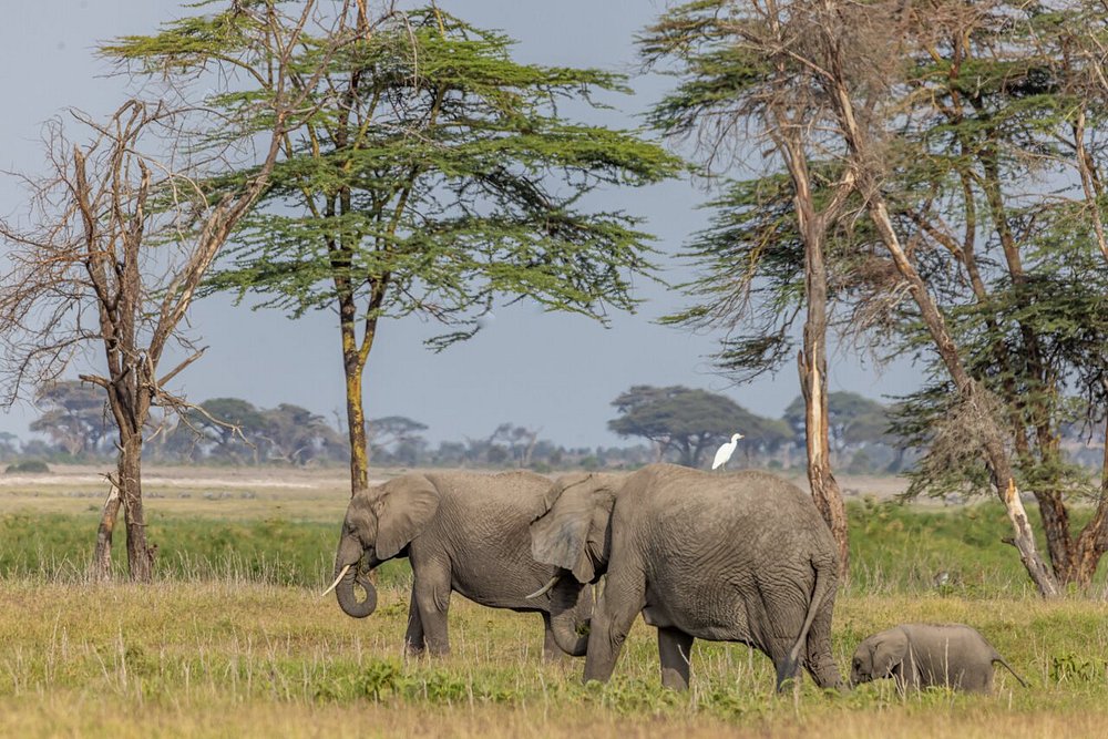 3 DAYS SENTRIM LODGE AMBOSELI WITH LAND CRUISER BASED ON 4 PAX JULY- AUGUST