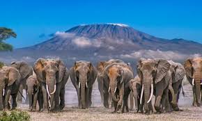 1-Day Amboseli Daytrip from Nairobi with Tour Van Based on 2 pax