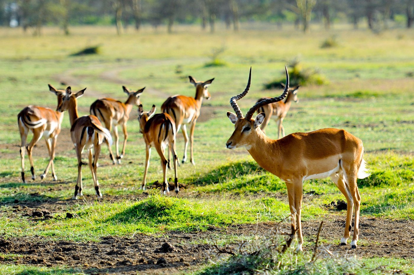 Lake Elementeita Serena Camp